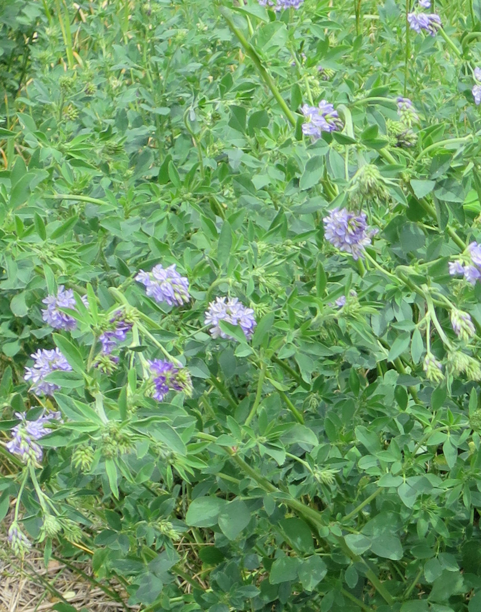 f:id:atarou:20190617064416j:plain