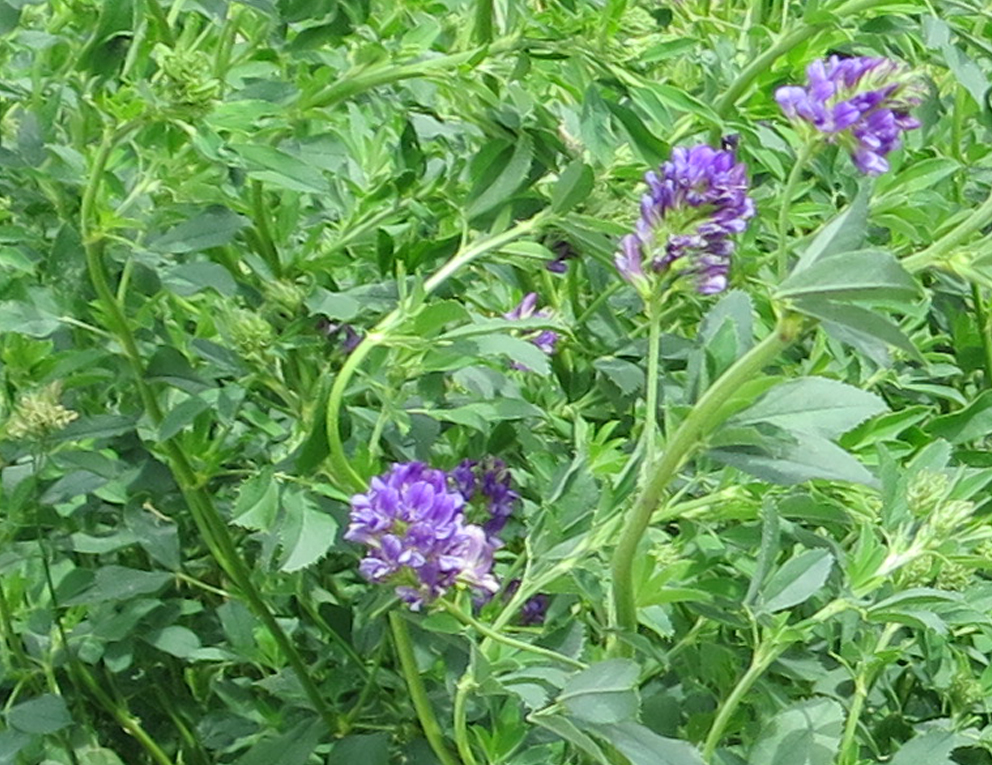 f:id:atarou:20190617065332j:plain