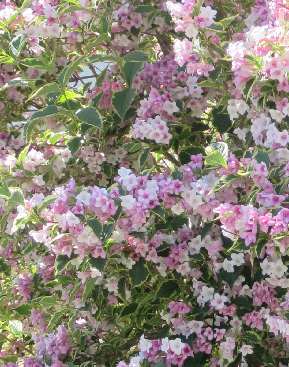 f:id:atarou:20190619064236j:plain