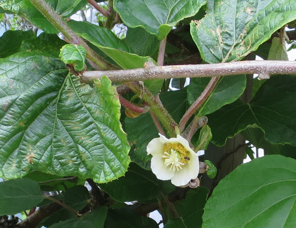 f:id:atarou:20190620064419j:plain