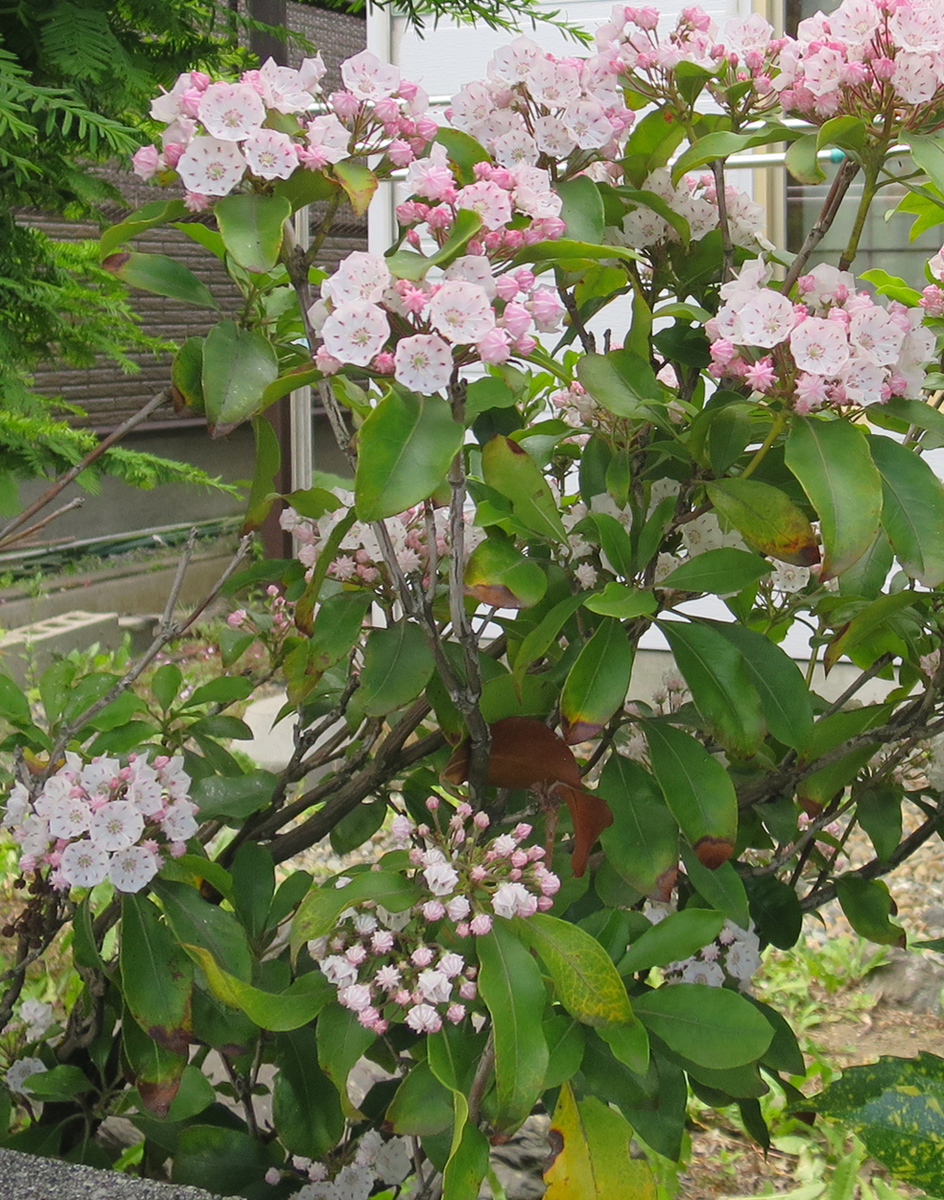 f:id:atarou:20190620070028j:plain