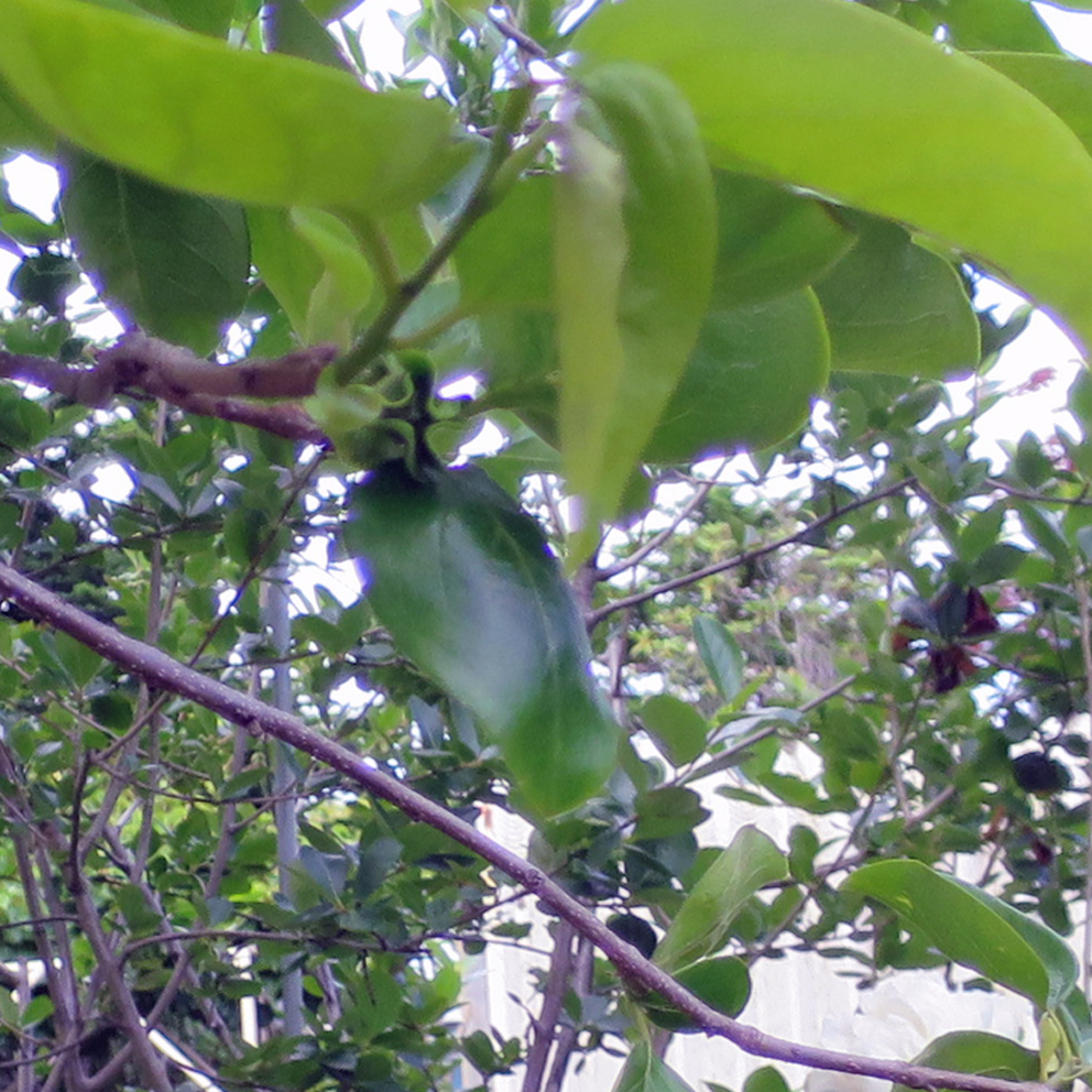 f:id:atarou:20190620070235j:plain