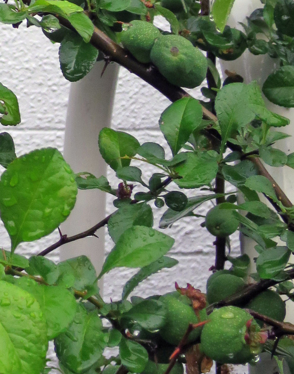 f:id:atarou:20190623064236j:plain