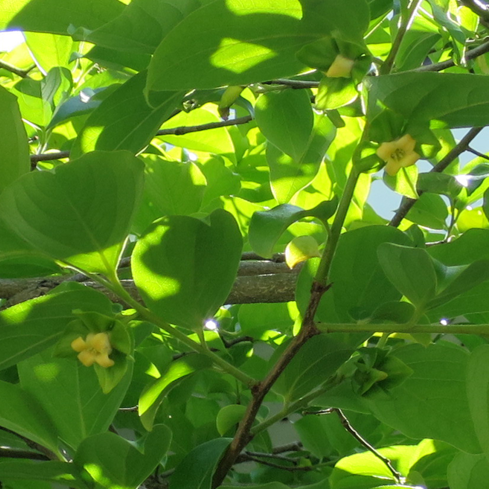 f:id:atarou:20190625064132j:plain