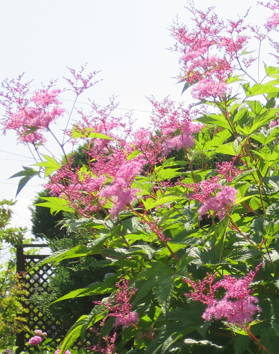 f:id:atarou:20190625065002j:plain