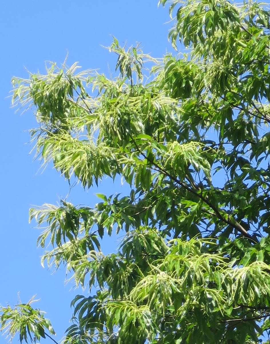 f:id:atarou:20190625065648j:plain