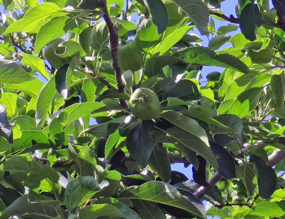 f:id:atarou:20190625070046j:plain