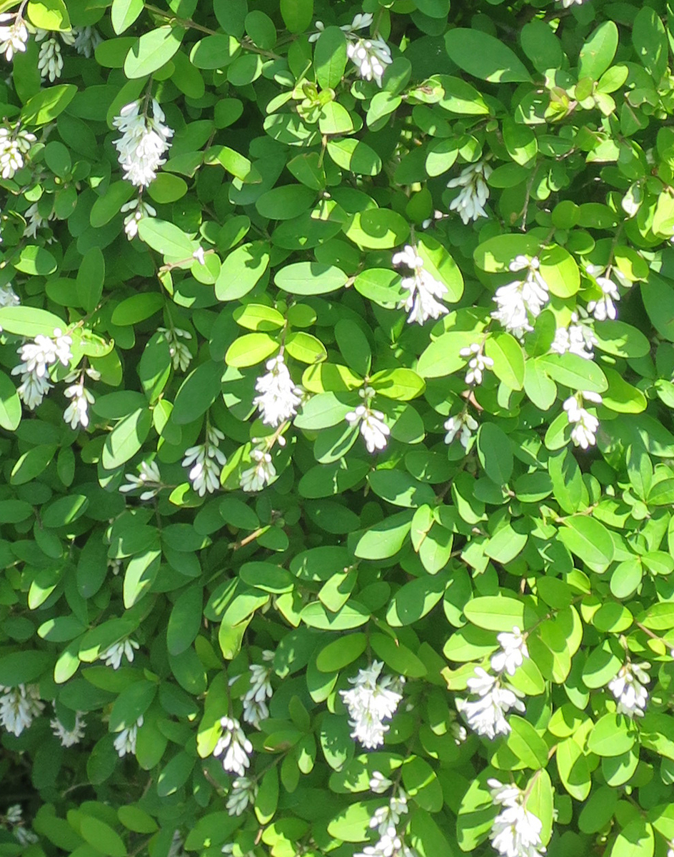 f:id:atarou:20190627064343j:plain