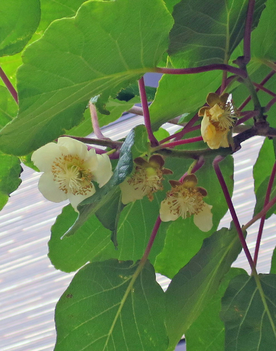 f:id:atarou:20190628061258j:plain