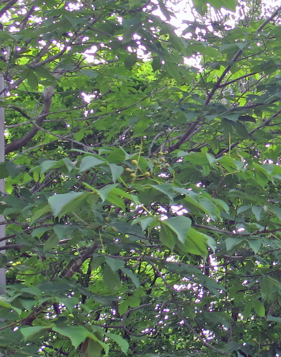 f:id:atarou:20190628062007j:plain