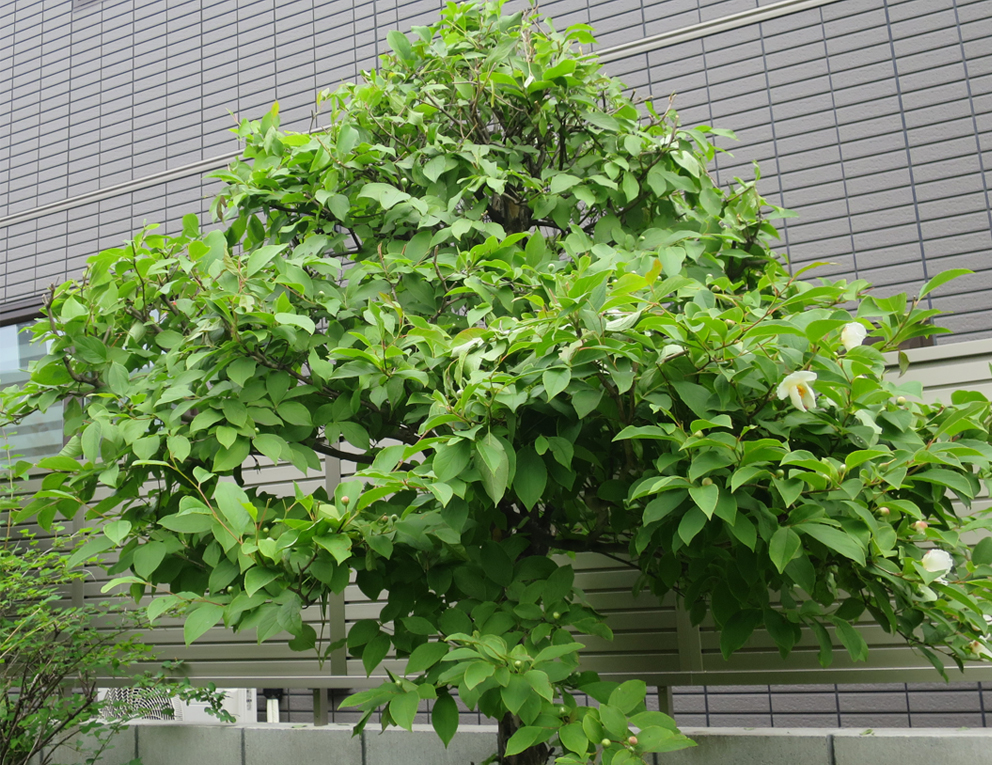 f:id:atarou:20190629063529j:plain