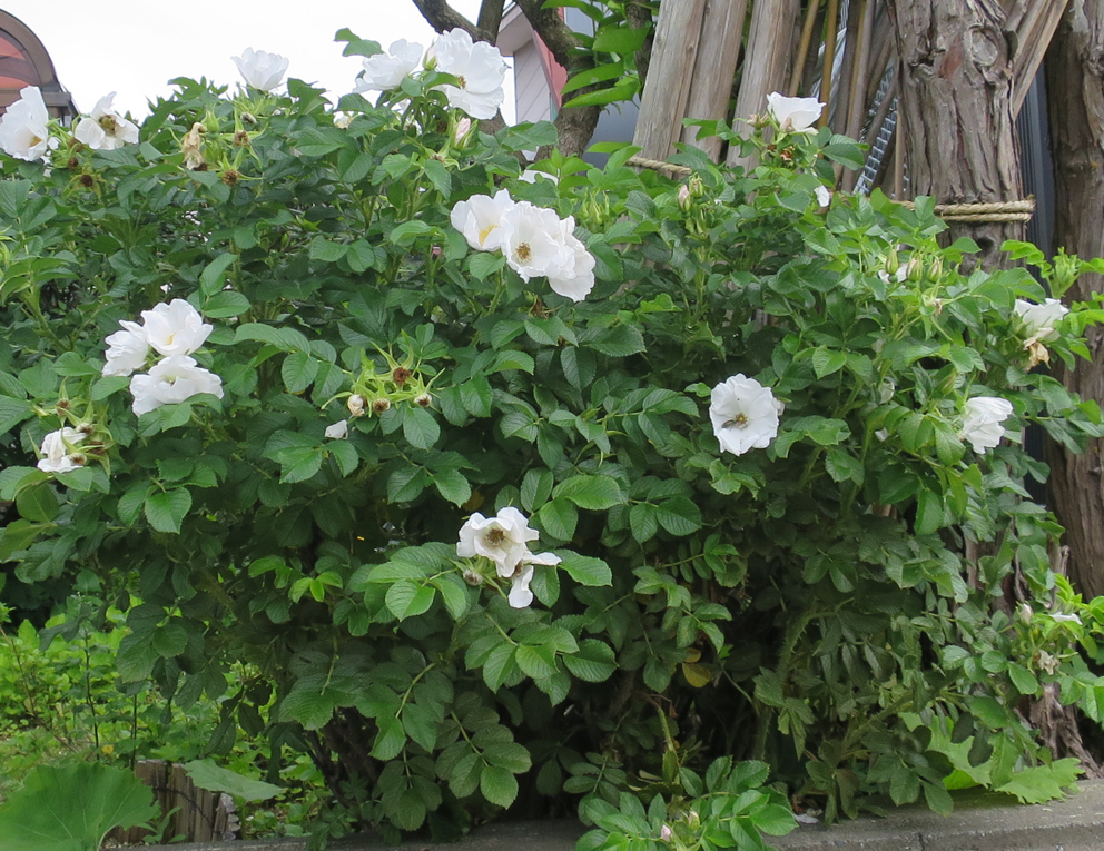 f:id:atarou:20190629064634j:plain