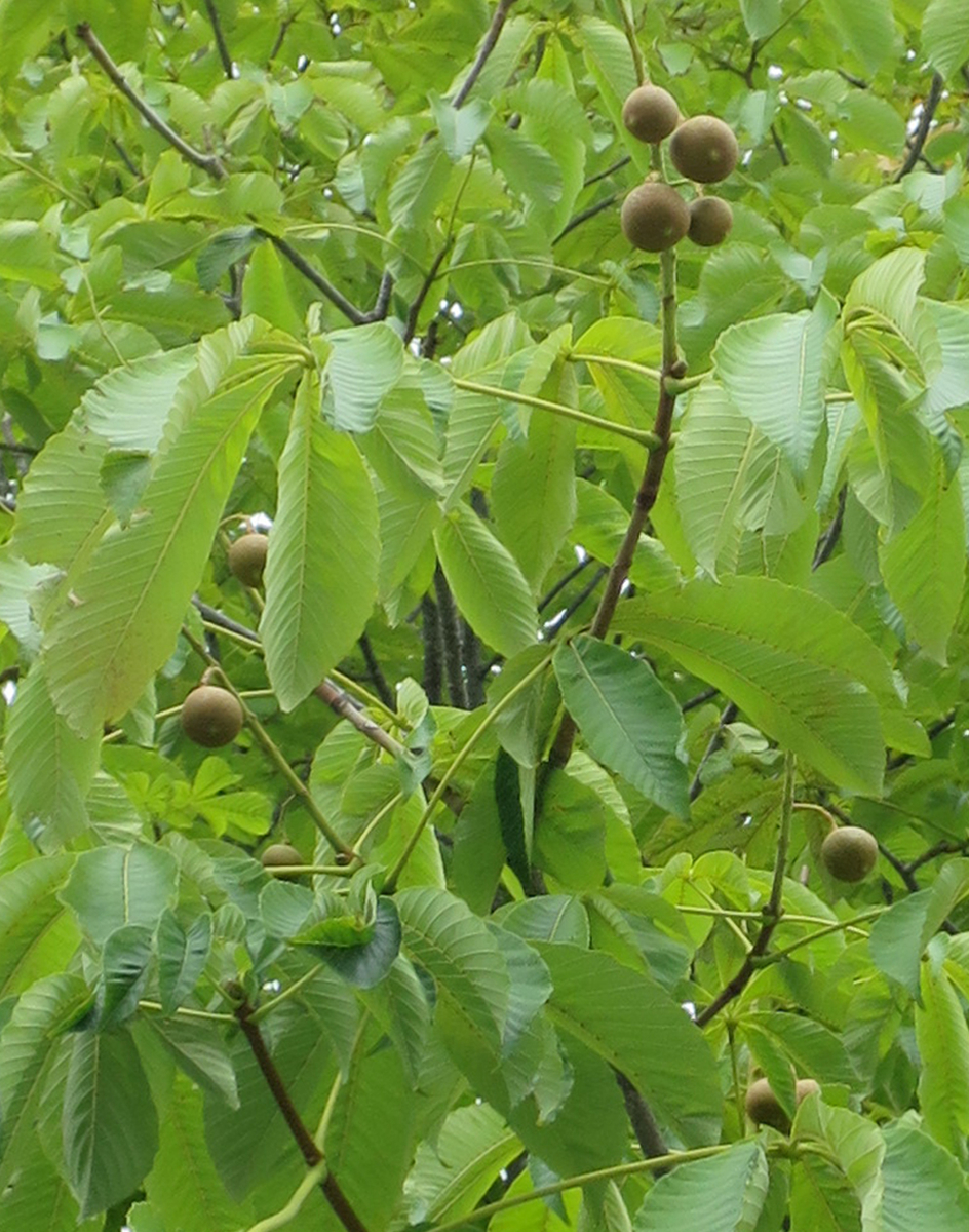 f:id:atarou:20190726063647j:plain f:id:atarou:20190726063647j:plain