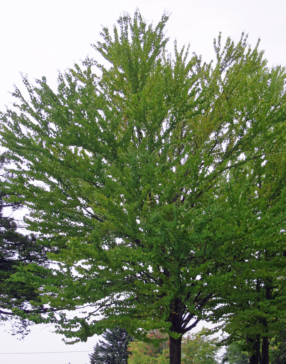 f:id:atarou:20190726063701j:plain f:id:atarou:20190726063701j:plain