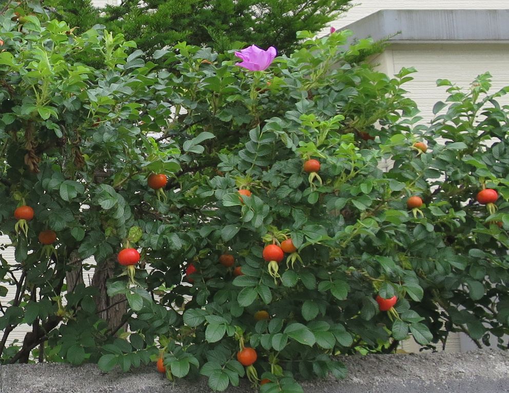 f:id:atarou:20190726065018j:plain f:id:atarou:20190726065018j:plain
