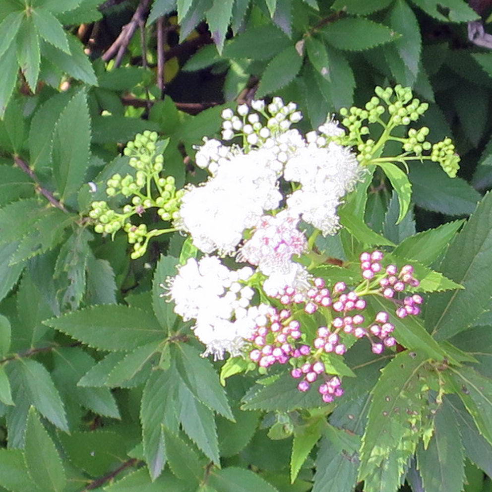 f:id:atarou:20190807071856j:plain