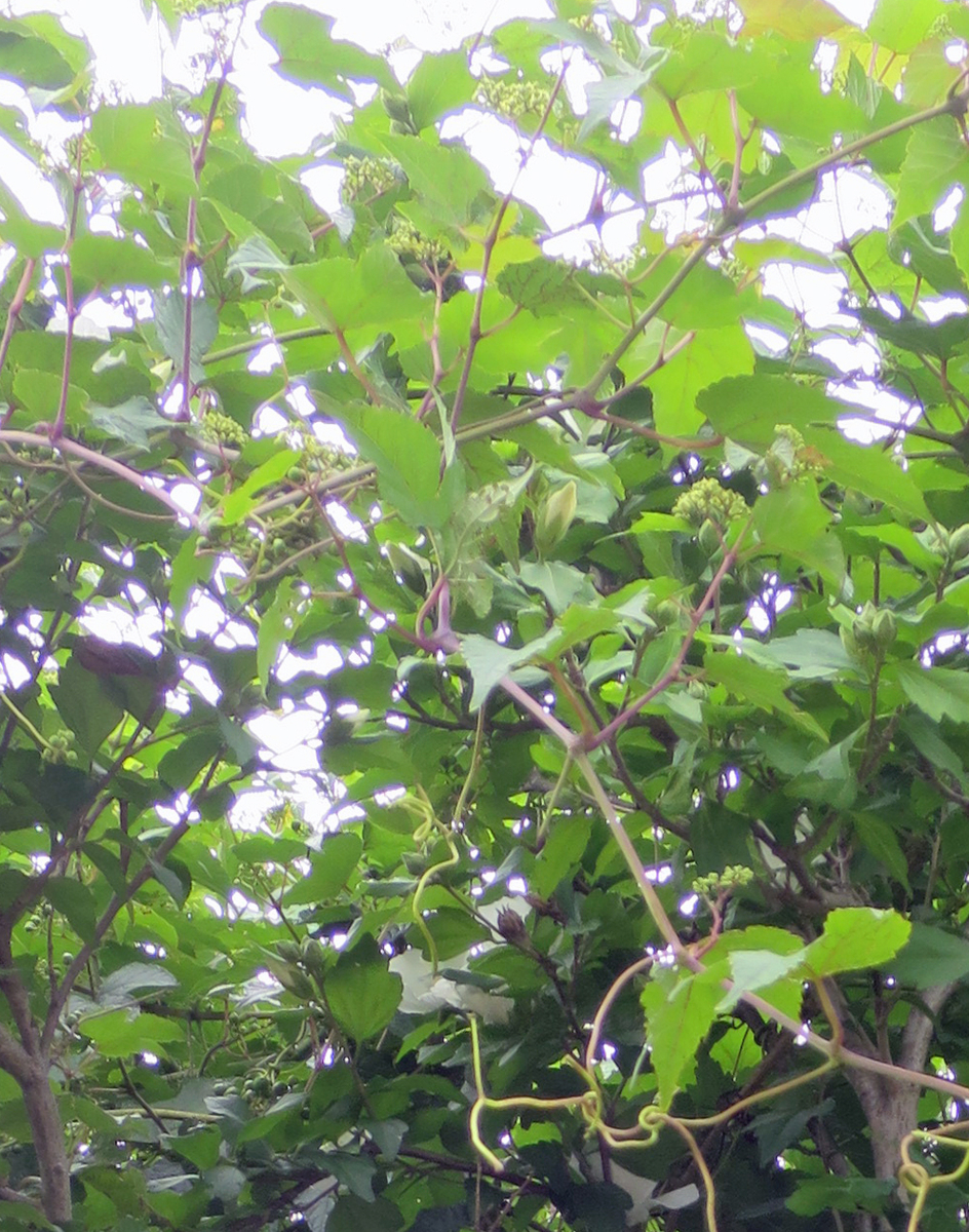 f:id:atarou:20190811064442j:plain