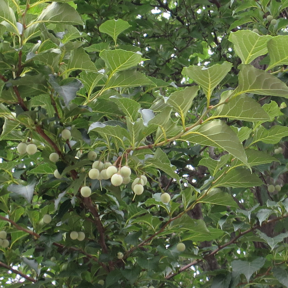f:id:atarou:20190811064458j:plain