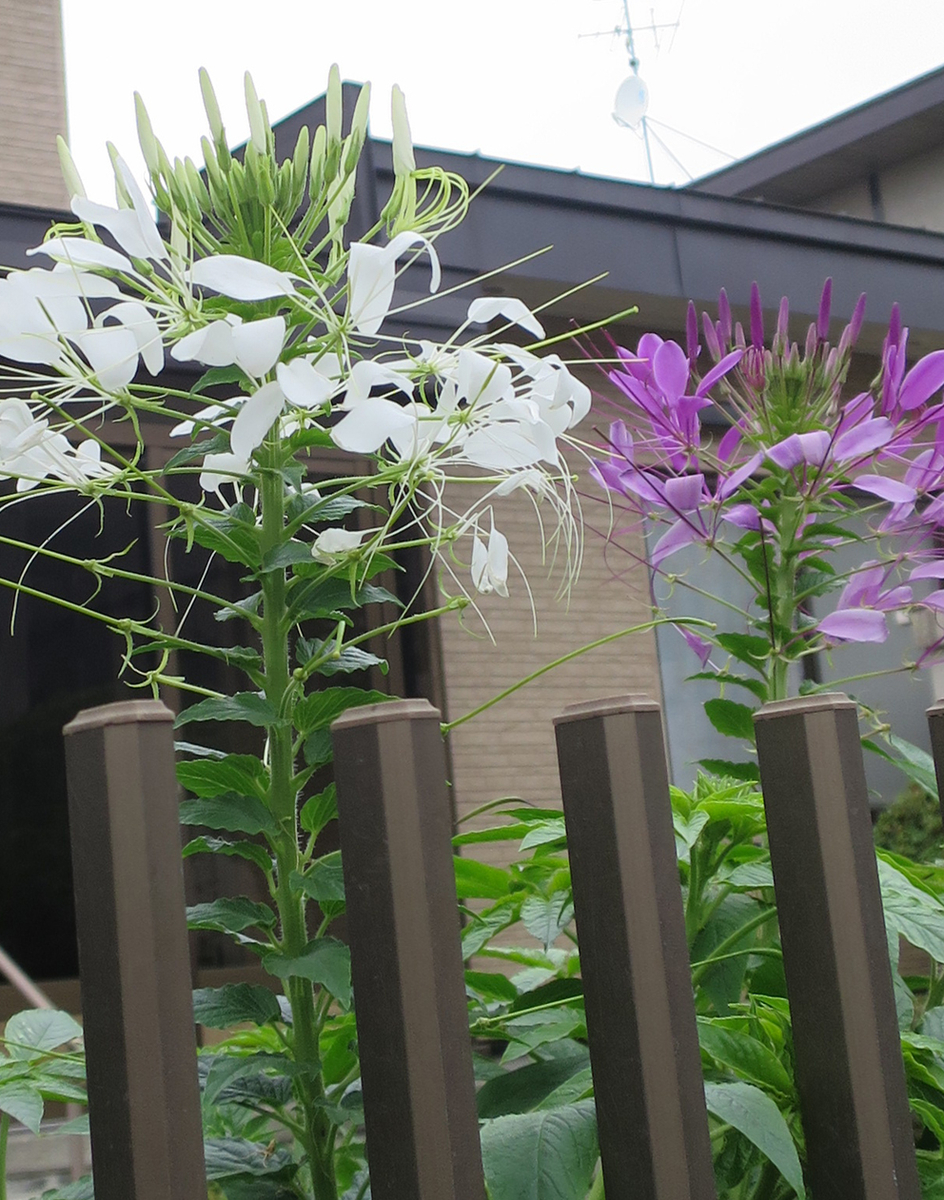 f:id:atarou:20190811065302j:plain