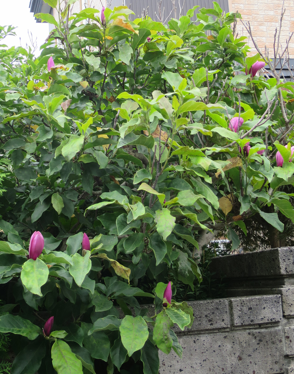 f:id:atarou:20190813070031j:plain