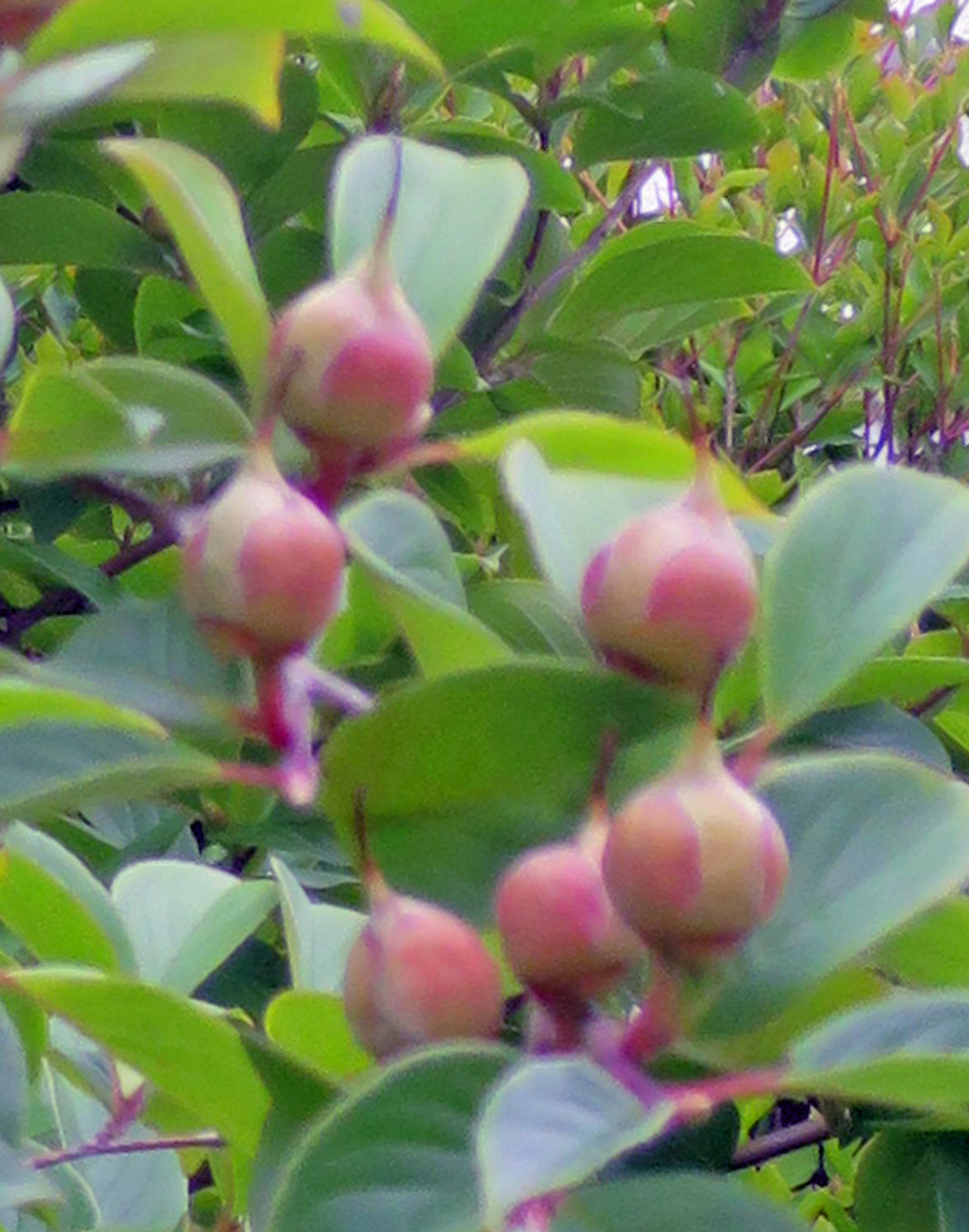 f:id:atarou:20190813070125j:plain