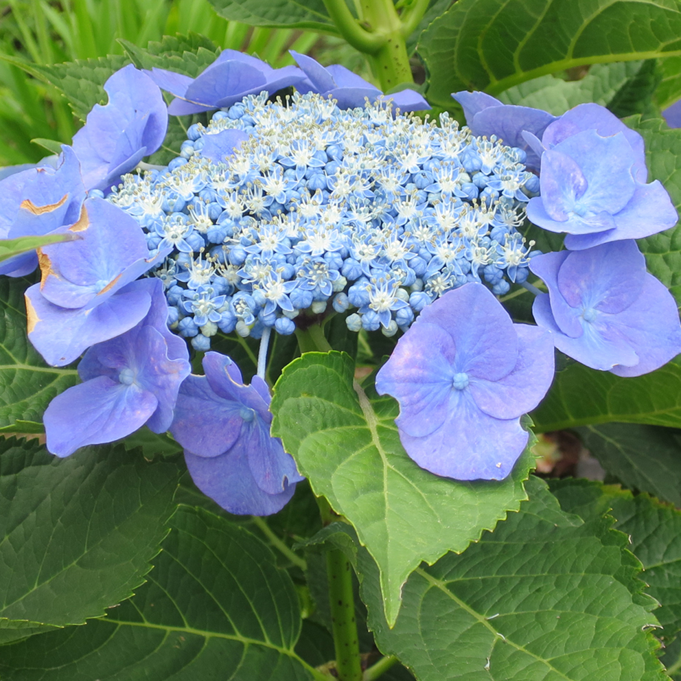 f:id:atarou:20190816065332j:plain