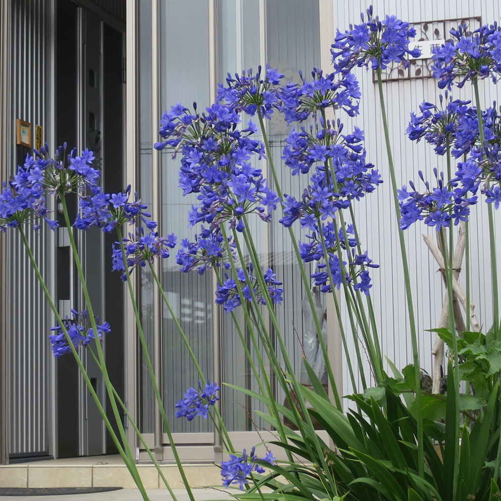 f:id:atarou:20190816071226j:plain