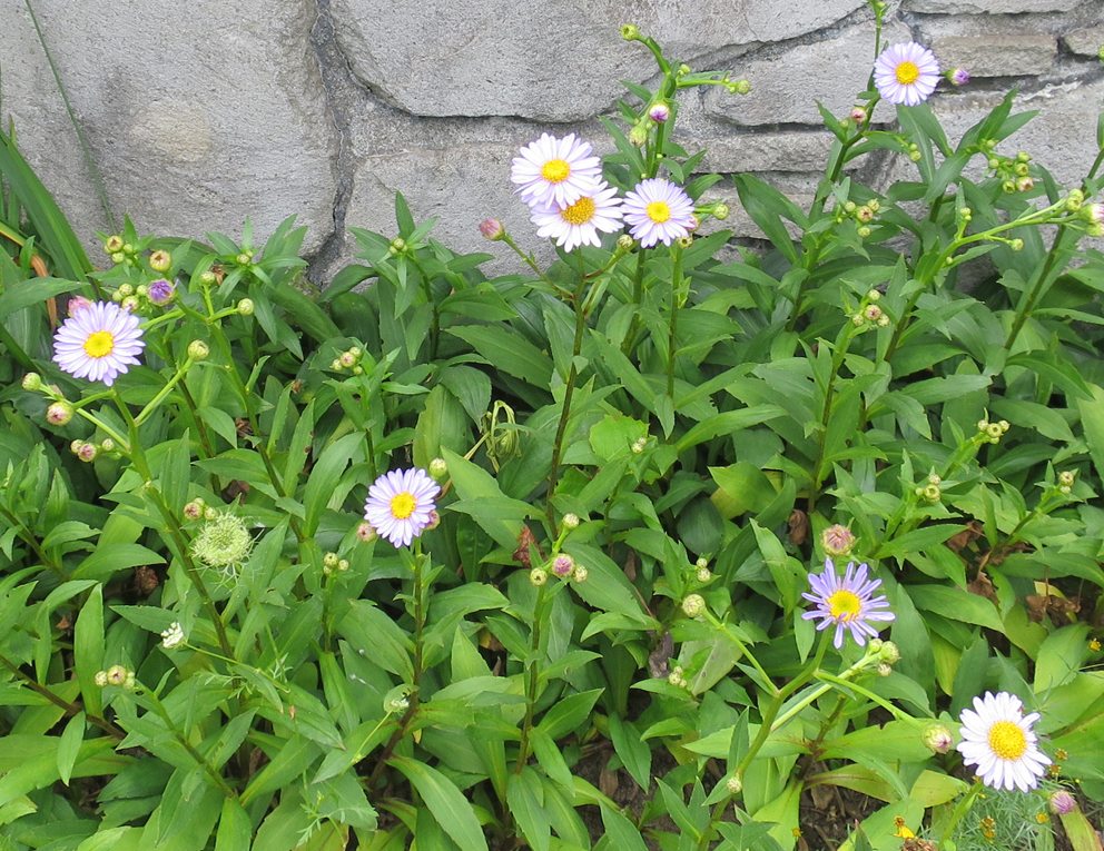 f:id:atarou:20190816071423j:plain