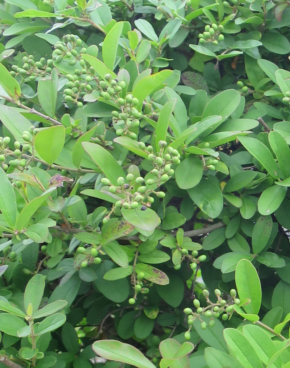 f:id:atarou:20190817065856j:plain