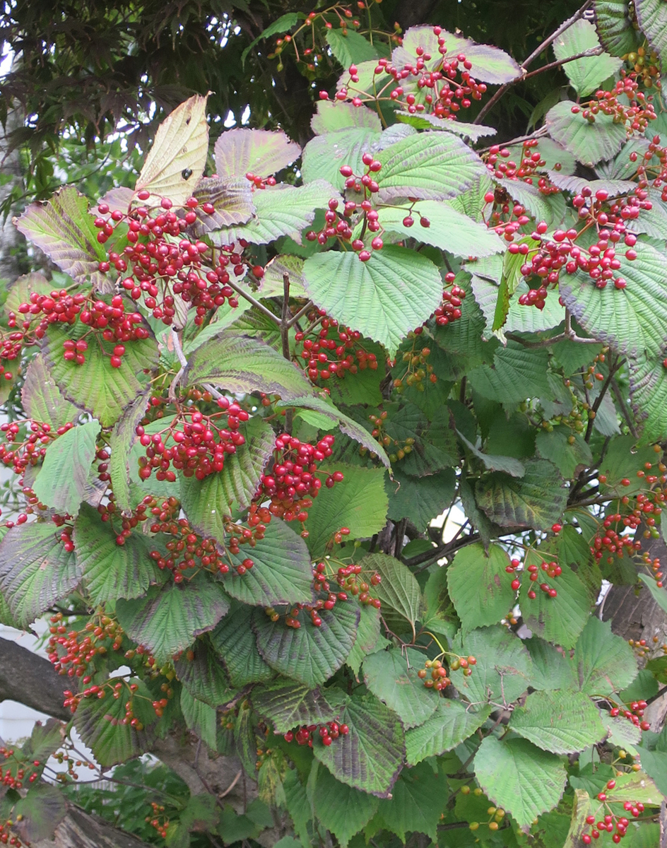 f:id:atarou:20190817070235j:plain