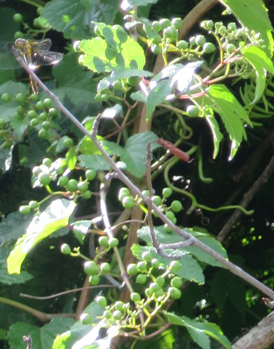 f:id:atarou:20190818064254j:plain