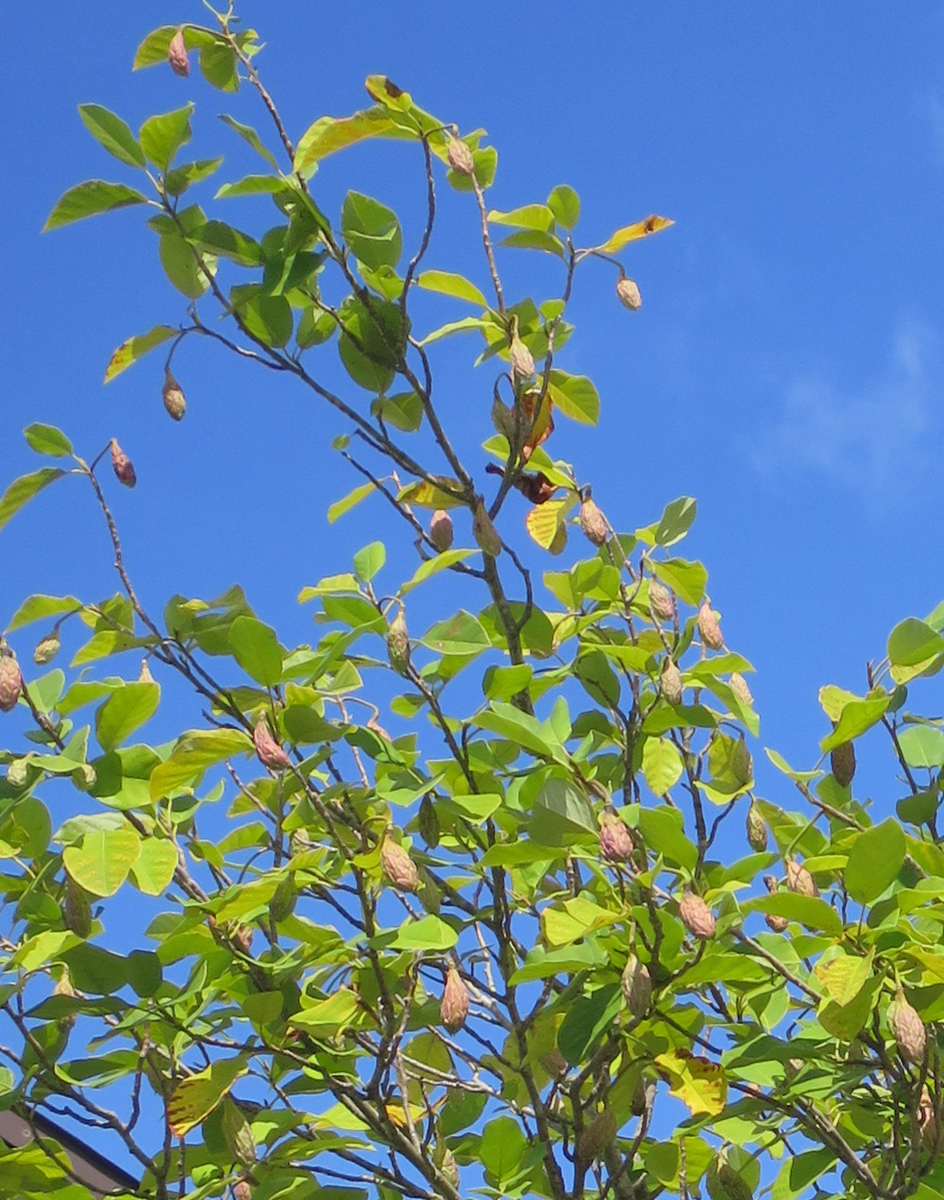 f:id:atarou:20190818064318j:plain