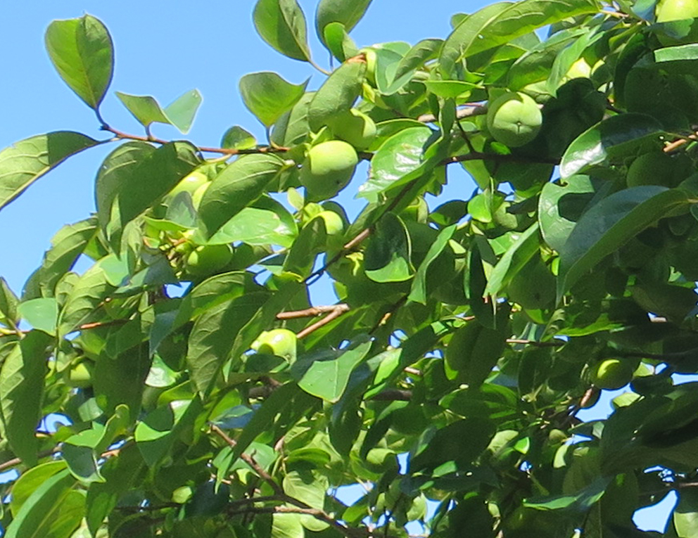 f:id:atarou:20190818065513j:plain