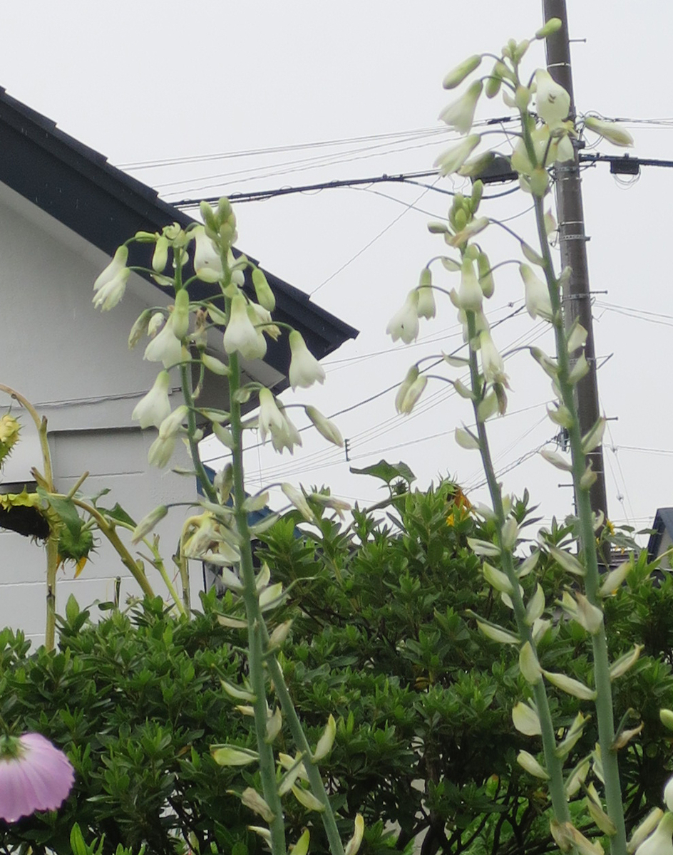 f:id:atarou:20190829065644j:plain