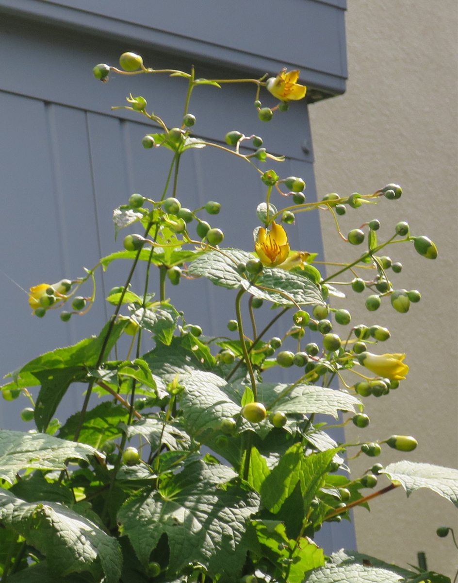 f:id:atarou:20190901064048j:plain