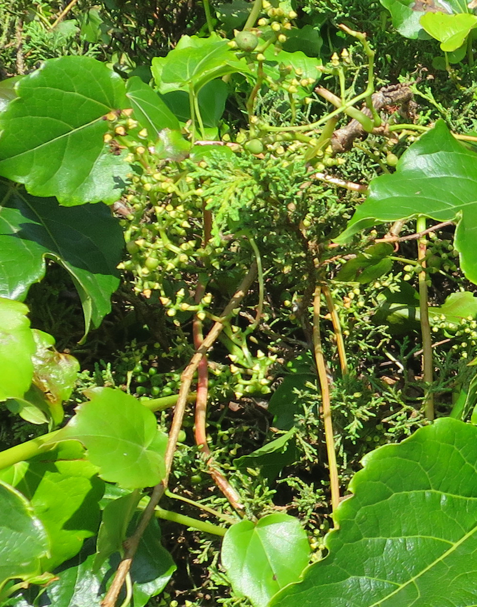 f:id:atarou:20190901064102j:plain