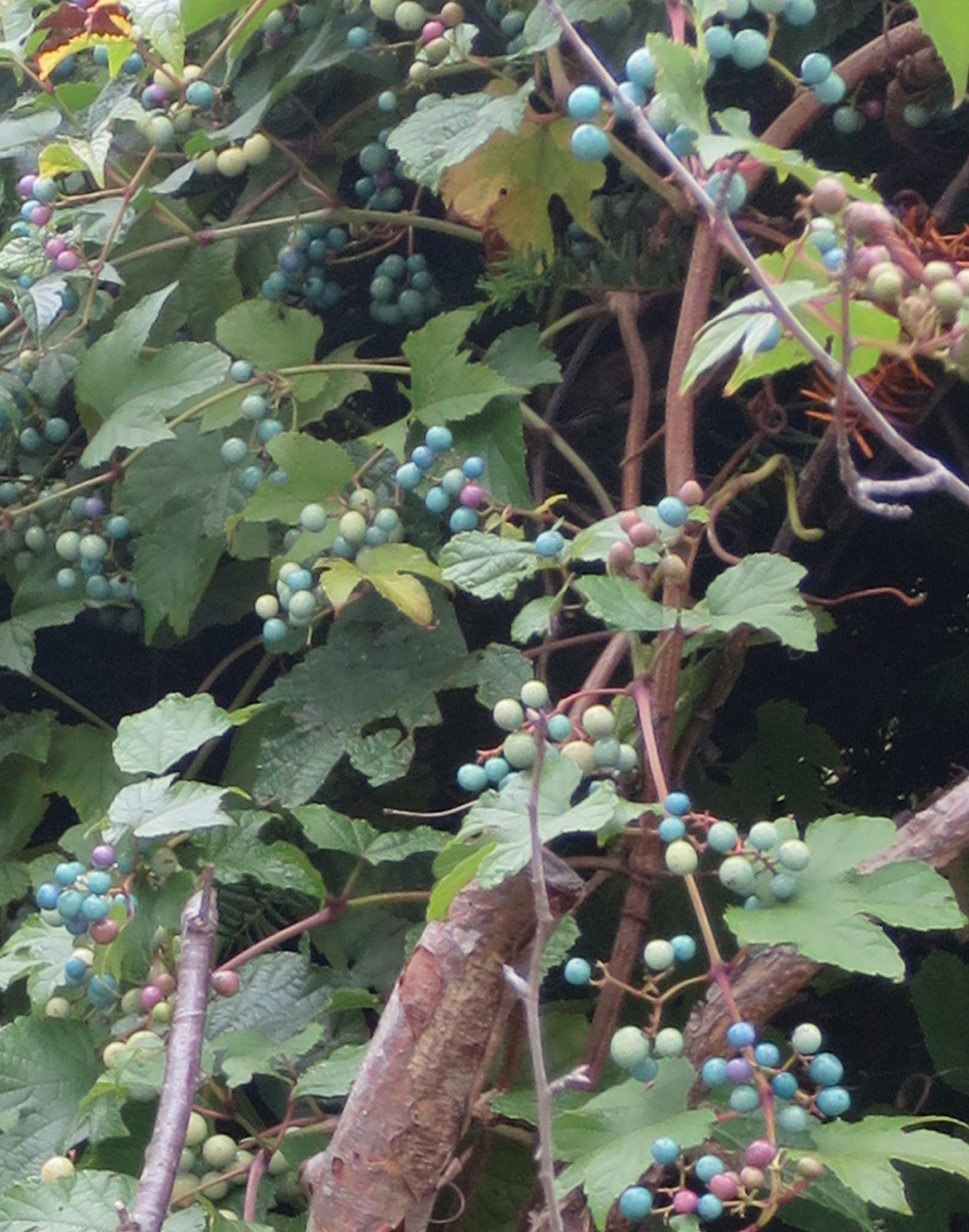 f:id:atarou:20190919083602j:plain