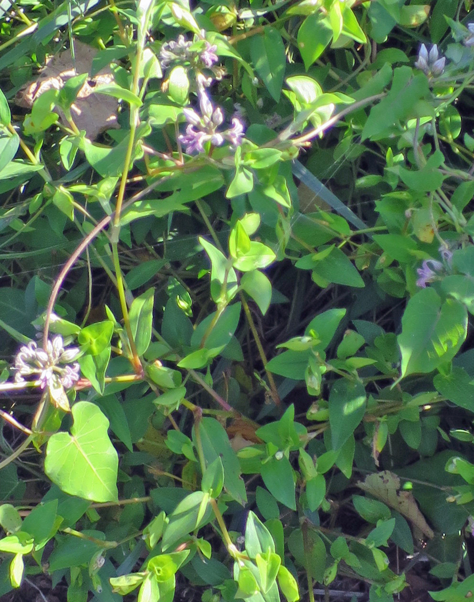 f:id:atarou:20190926063503j:plain