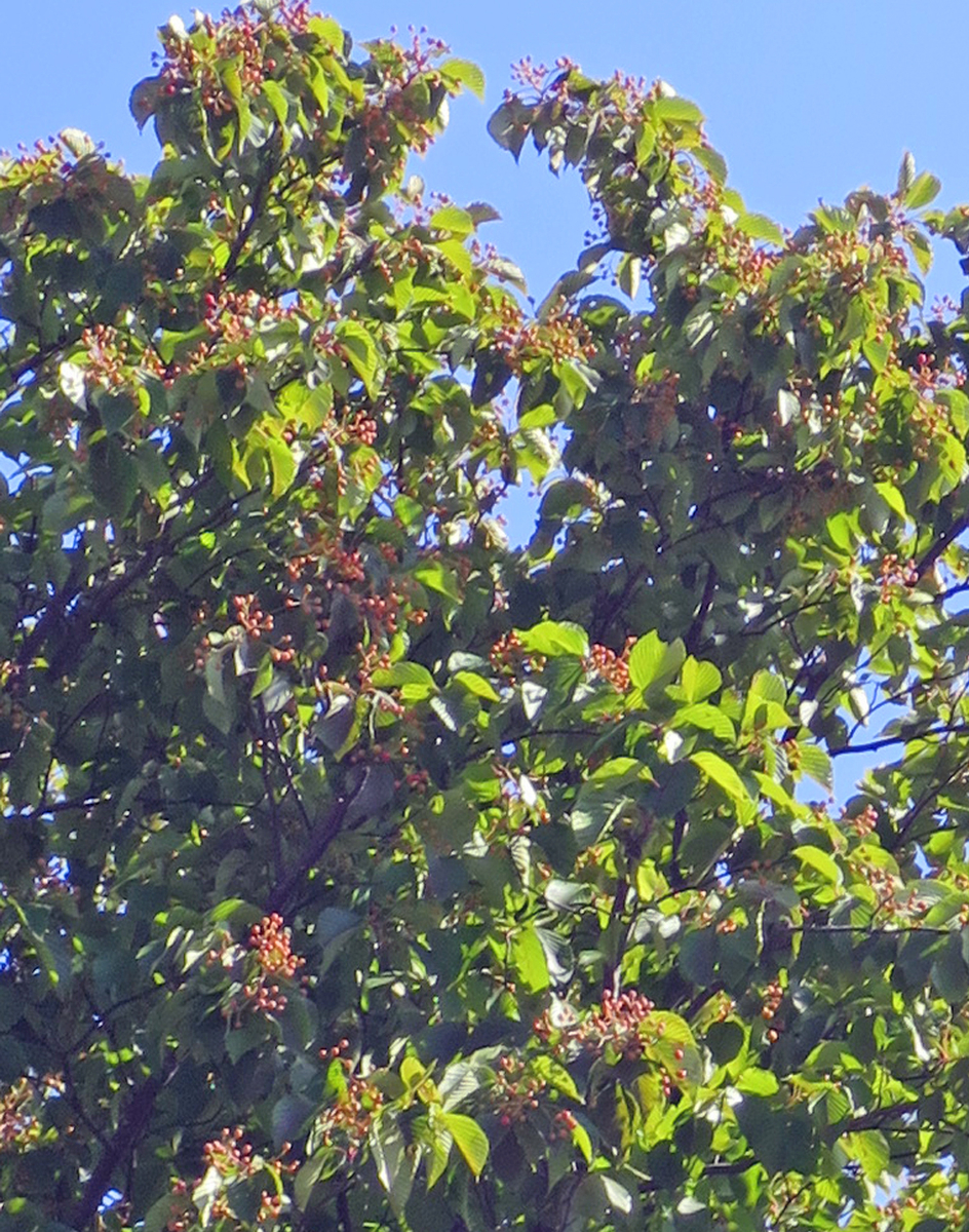 f:id:atarou:20190926063902j:plain