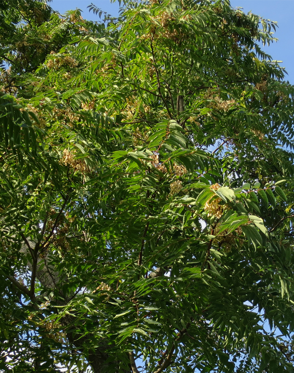 f:id:atarou:20190928065224j:plain
