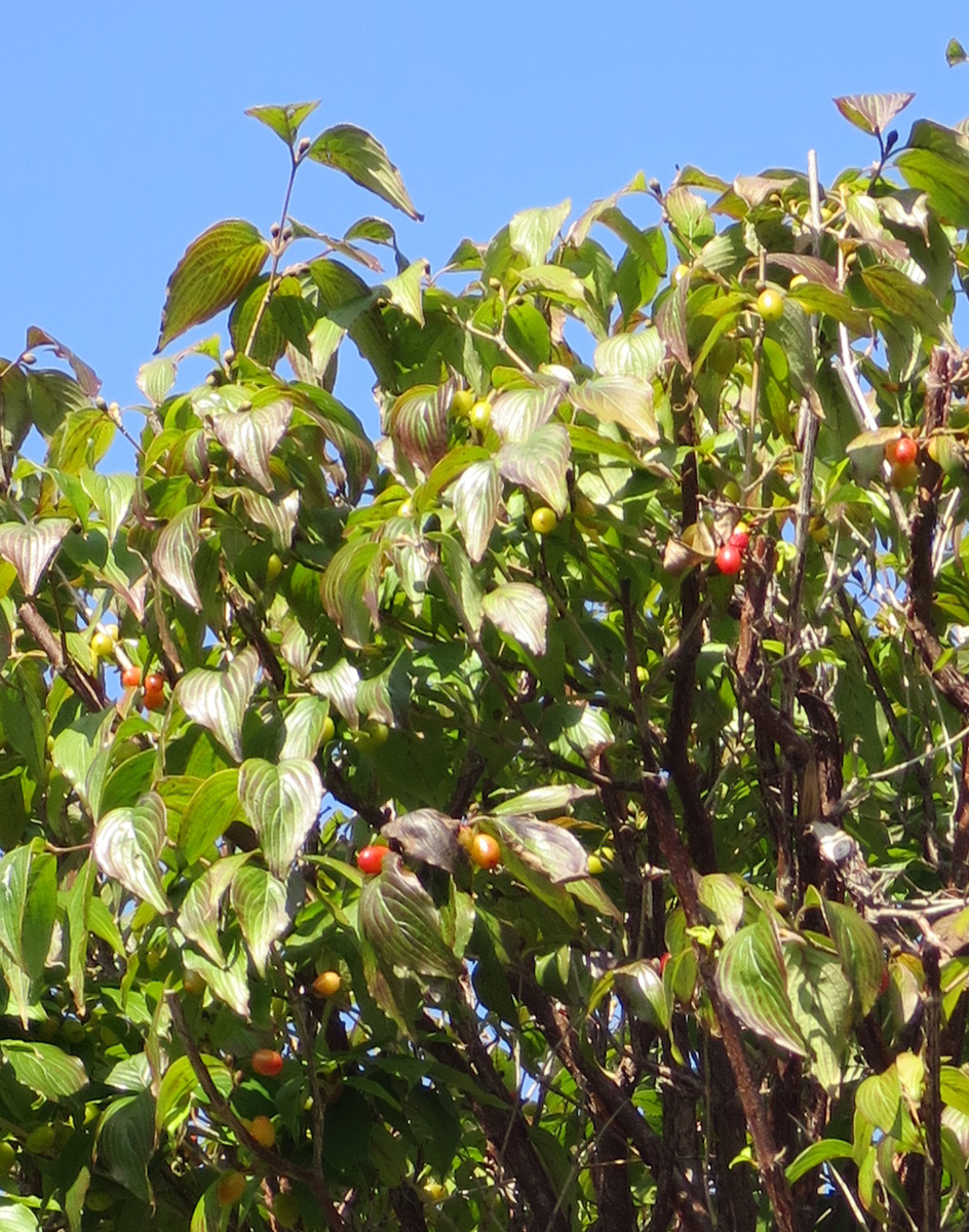 f:id:atarou:20190929064346j:plain f:id:atarou:20190929064346j:plain