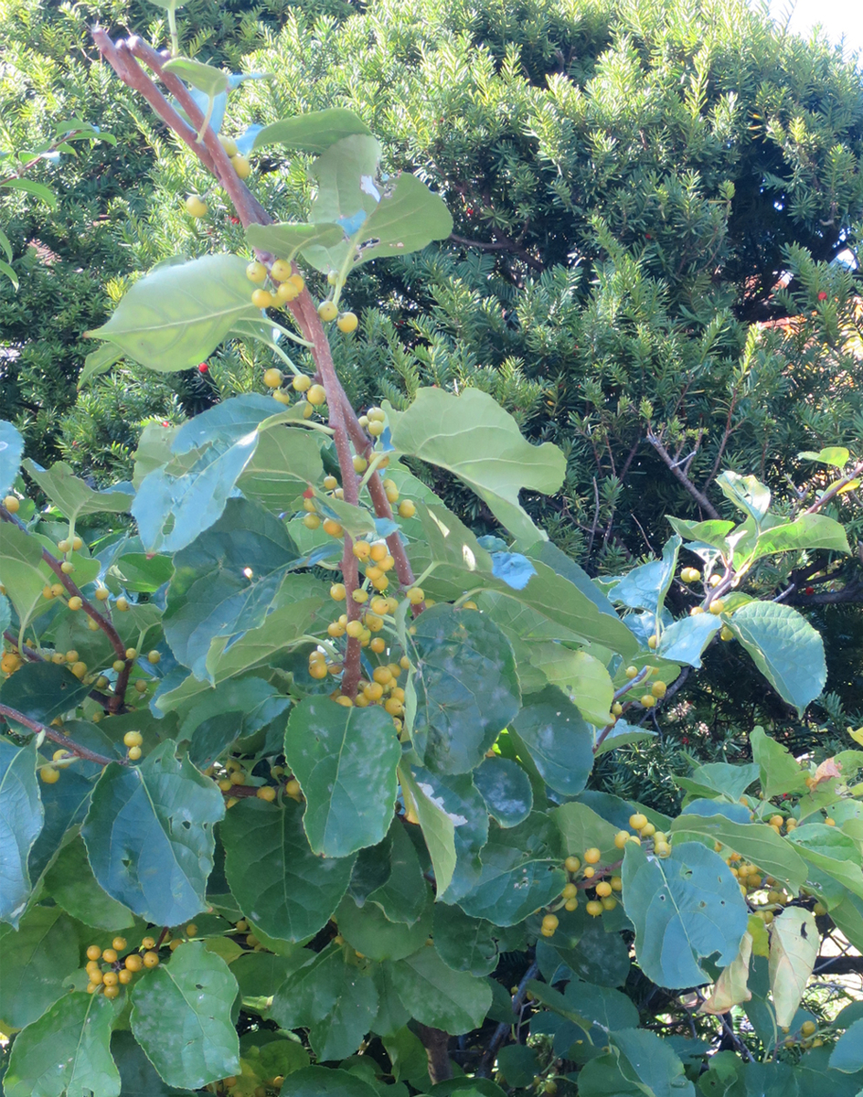f:id:atarou:20190929065435j:plain f:id:atarou:20190929065435j:plain