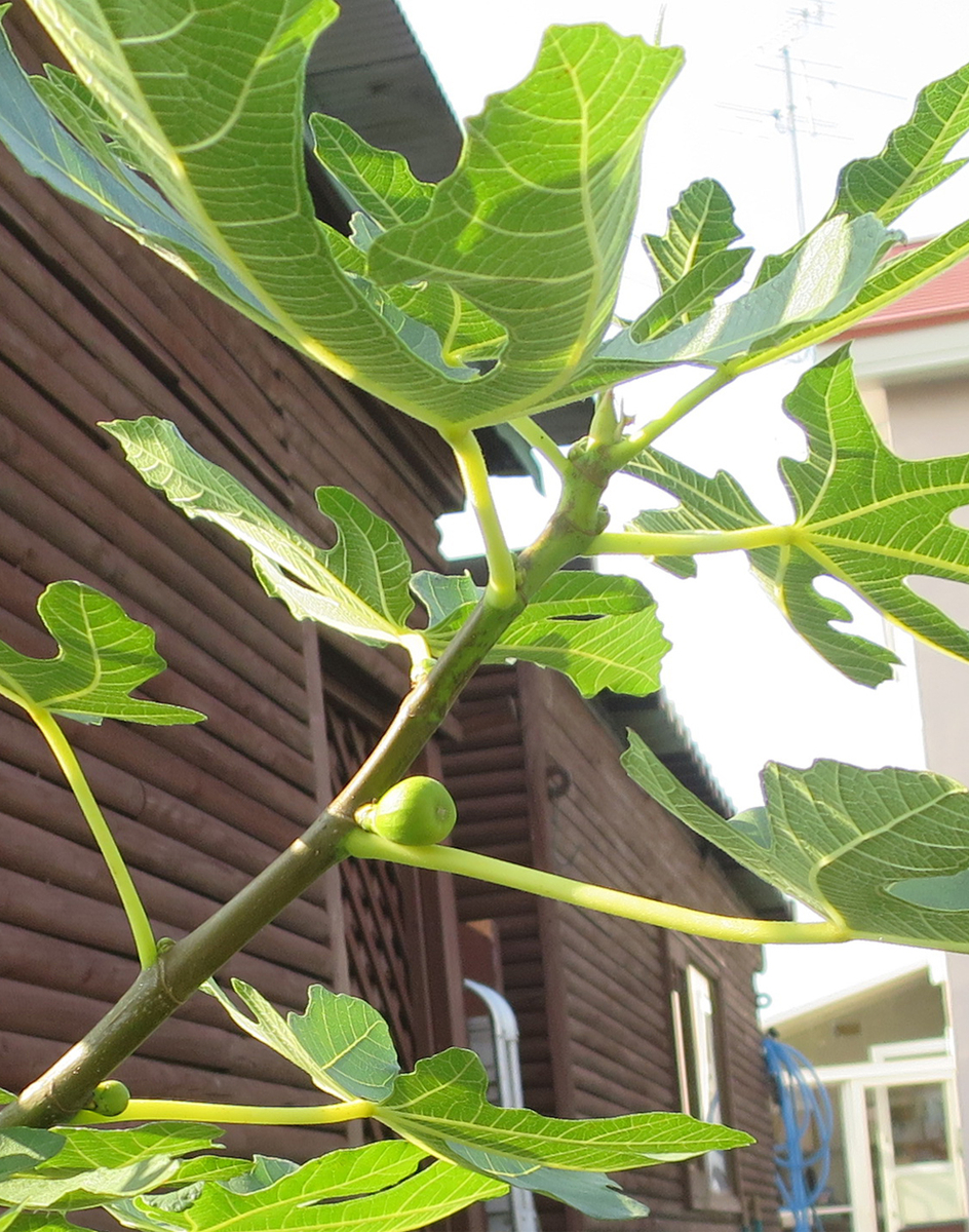 f:id:atarou:20191001065813j:plain