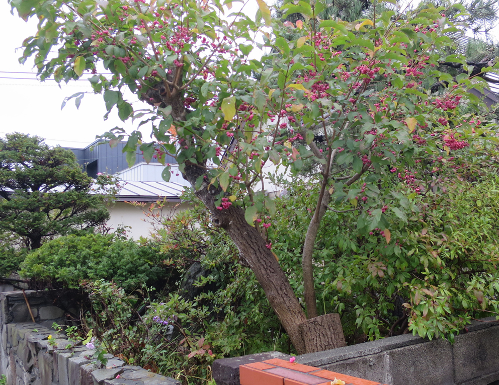 f:id:atarou:20191005064217j:plain