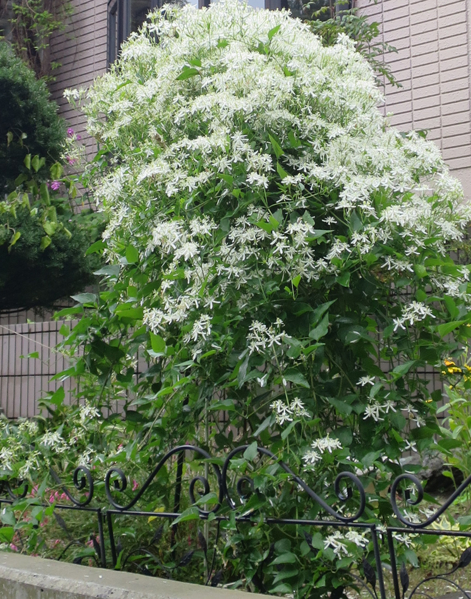 f:id:atarou:20191005064611j:plain