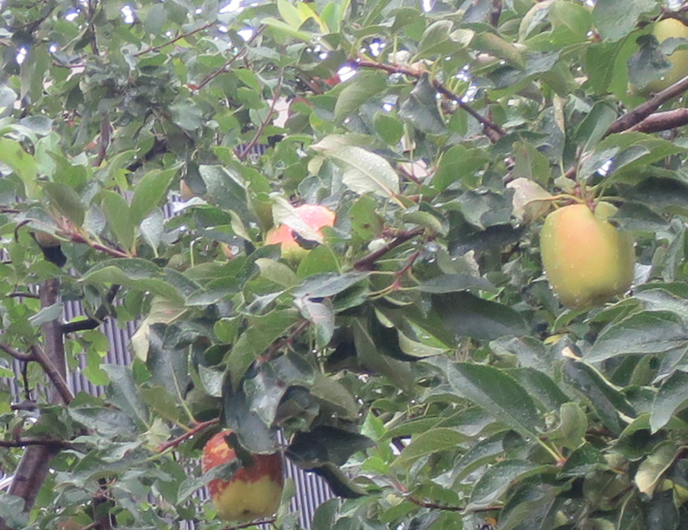 f:id:atarou:20191005065521j:plain