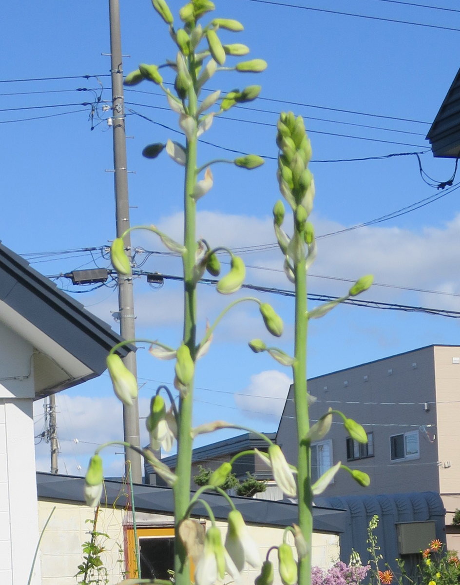 f:id:atarou:20191007065835j:plain