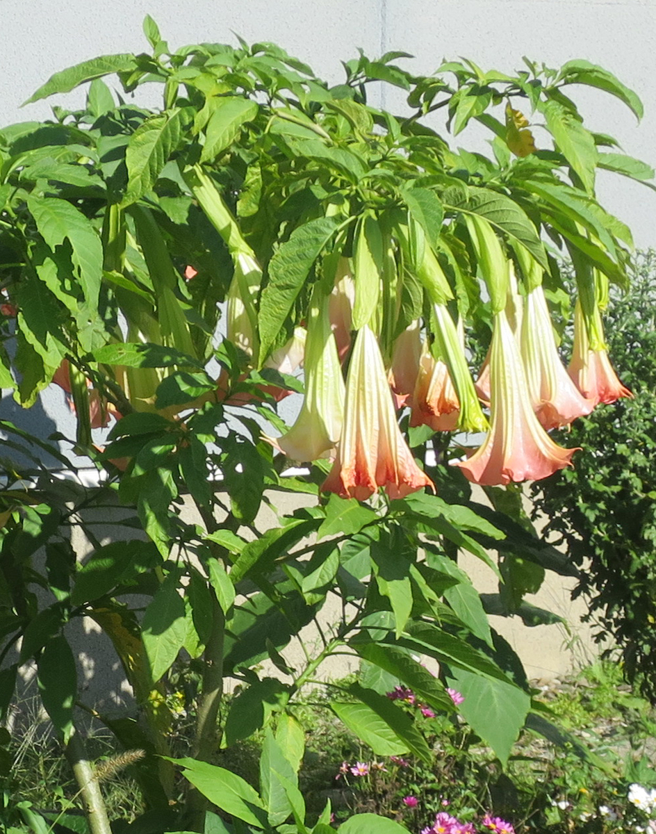 f:id:atarou:20191007070201j:plain