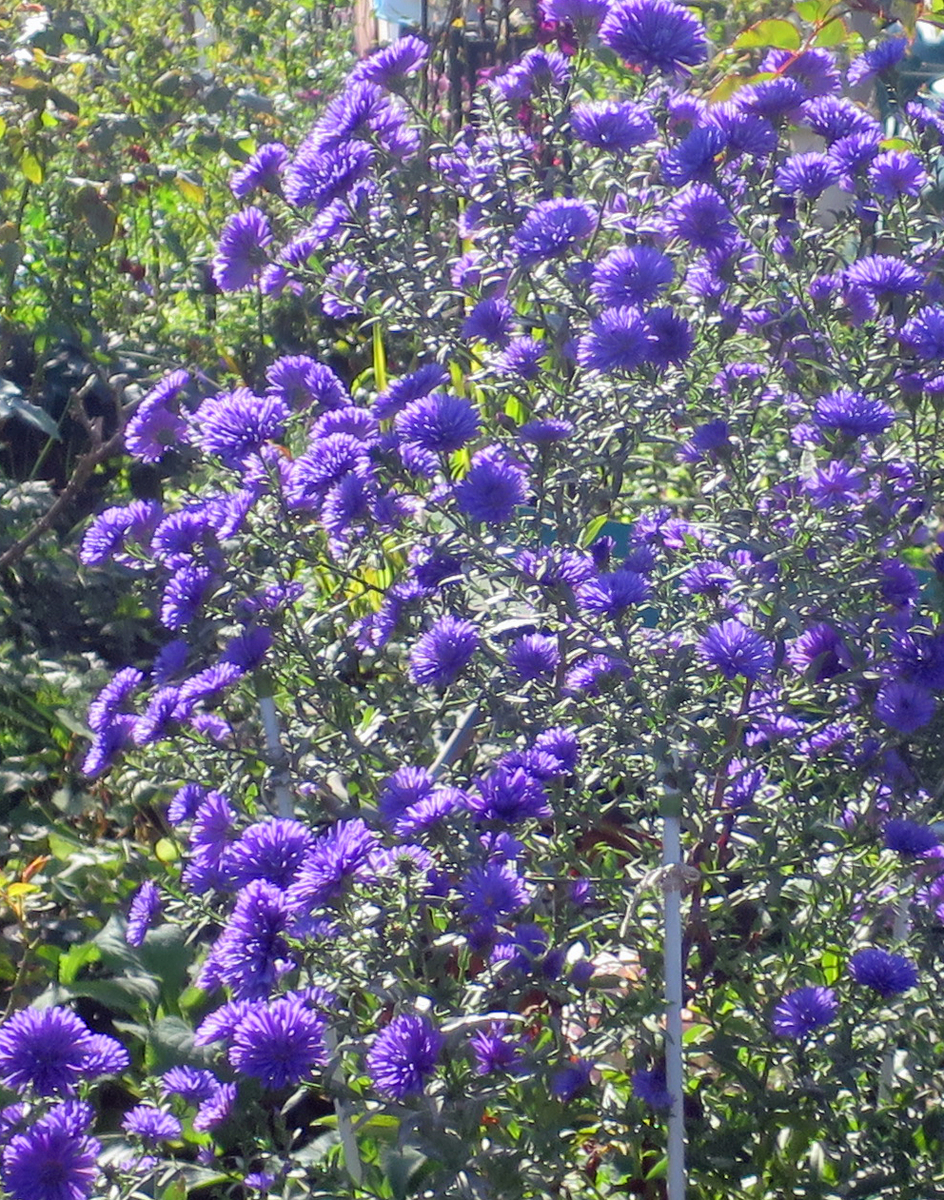 f:id:atarou:20191007070235j:plain