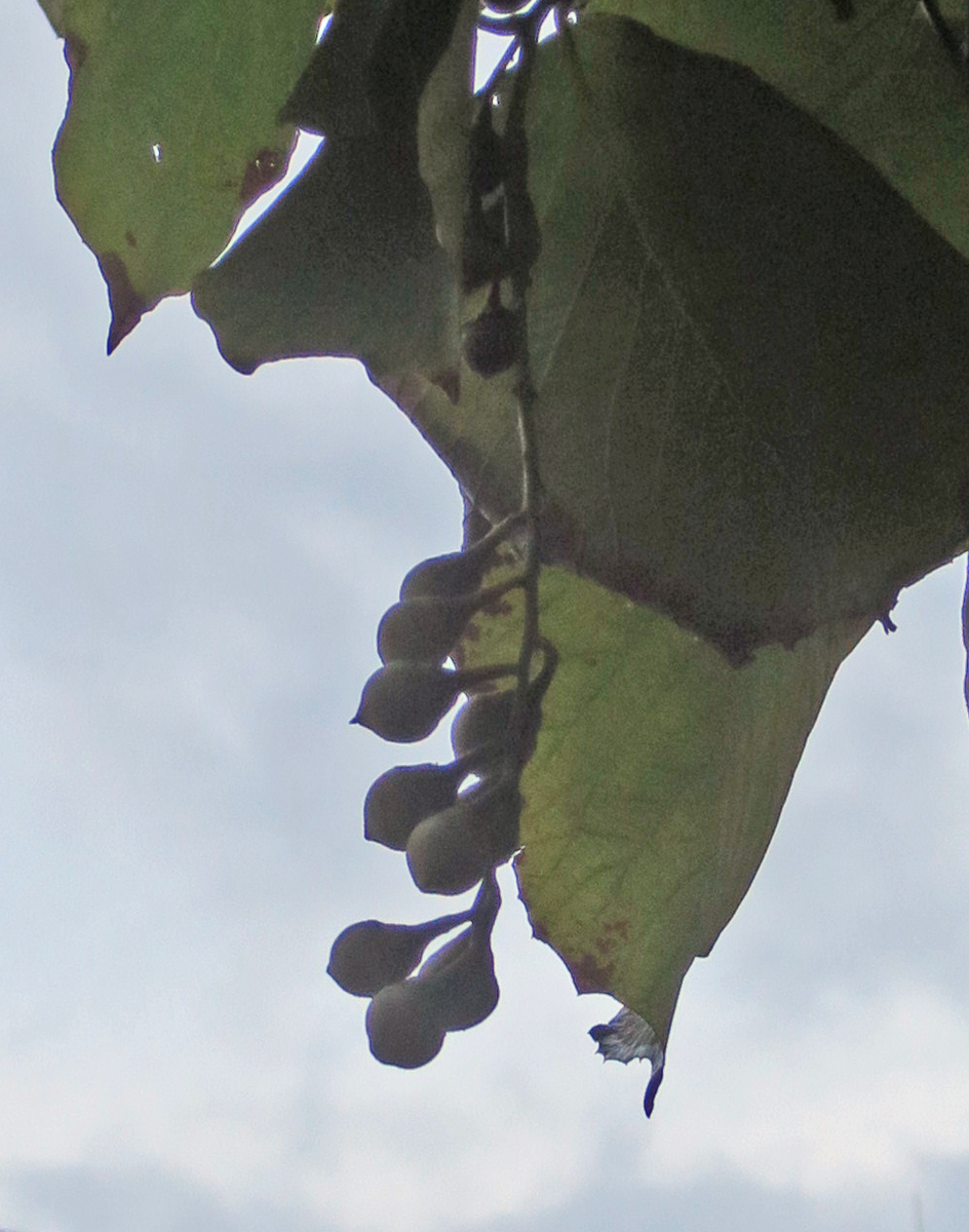 f:id:atarou:20191008065643j:plain